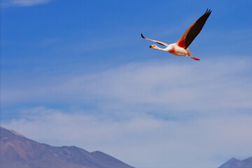 flamenco, San Pedro de Atacama, Chile