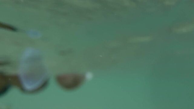 Underwater view of a bonefish being released into the clear tropical waters of Christmas Island, Kiribati, after being caught while fly fishing on the remote Pacific flats.