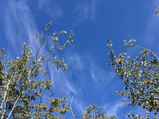 Tops of Populus tremula (European aspen) trees swaying under a vivid blue sky with wispy clouds, capturing the natural beauty and serenity of a clear autumn day in the forest.