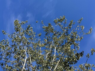 Tops of Populus tremula (European aspen) trees swaying under a vivid blue sky with wispy clouds, capturing the natural beauty and serenity of a clear autumn day in the forest.