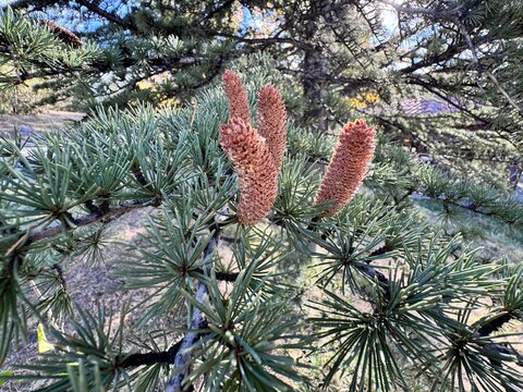Close-up of Cedrus libani (Lebanon cedar) male cones on a branch with green needle leaves, captured in sunlight showing texture and detail of this majestic evergreen conifer tree.