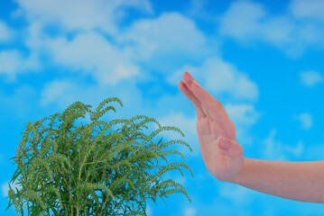 Human hand stopping ragweed plant on blue sky background