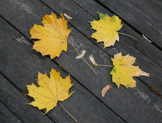 Layer of various fallen maple leaves on boards