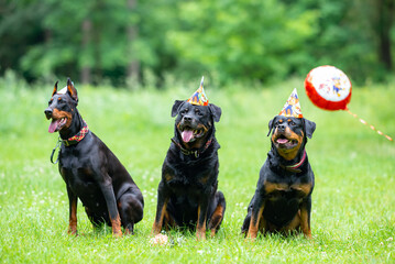 Beautiful Doberman and Rottweilers in Party Hats Sitting on Grass Together &mdash; Close-up Pet Portrait in High Quality