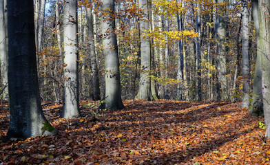 Autumn forest at sunset