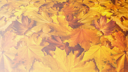 A layer of fallen maple leaves