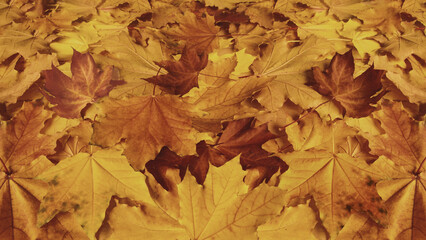 A layer of fallen maple leaves