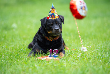 Smiling Rottweiler in Birthday Hat with Cake and Balloon &mdash; 12th Birthday Celebration Outdoors