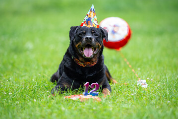 Smiling Rottweiler in Birthday Hat with Cake and Balloon &mdash; 12th Birthday Celebration Outdoors