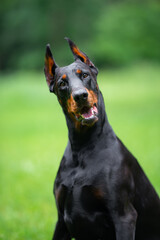 Beautiful Doberman Sitting on Green Grass Outdoors. Close-up Pet Portrait in High Quality