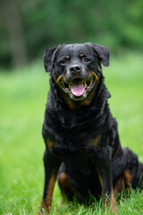 Close-Up Portrait of a Smiling Rottweiler Outdoors on a Green background