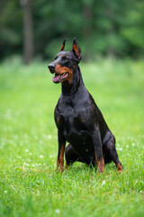 Beautiful Doberman Sitting on Green Grass Outdoors. Close-up Pet Portrait in High Quality