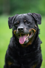 Close-Up Portrait of a Smiling Rottweiler Outdoors on a Green background