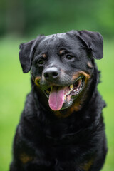 Close-Up Portrait of a Smiling Rottweiler Outdoors on a Green background