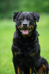 Close-Up Portrait of a Smiling Rottweiler Outdoors on a Green background