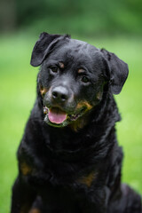 Close-Up Portrait of a Smiling Rottweiler Outdoors on a Green background