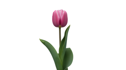 Single pink tulip flower isolated on a deep black background
