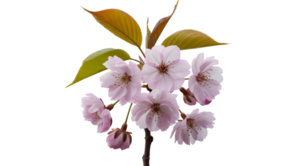 Delicate pink cherry blossoms against a deep black background