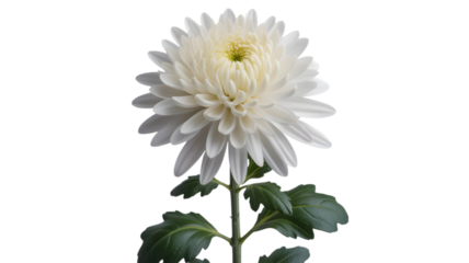 Delicate white chrysanthemum bloom against a deep black background