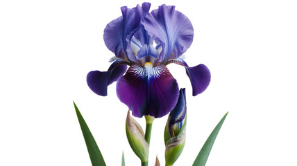 Stunning purple iris flower with green stems against a dark background