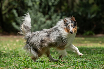 A Shetland sheepdog running alone in a park