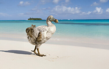 Close-up of a dodo bird on a tropical island, Mauritius. This extinct bird is depicted in its natural habitat among palm trees and sandy shores.