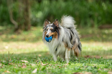 A Shetland sheepdog walking alone with a ball in his mouth in a park