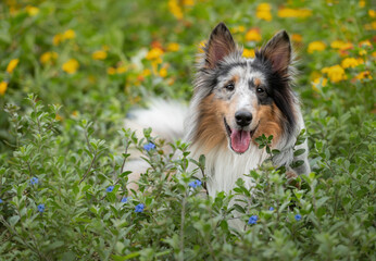 happy dog ​​in the flower garden, among the green plants