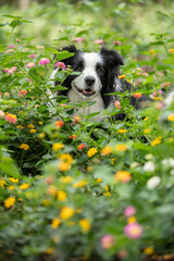 happy border collie dog ​​in the flower garden, among the green plants