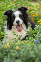 happy dog ​​in the flower garden, among the green plants