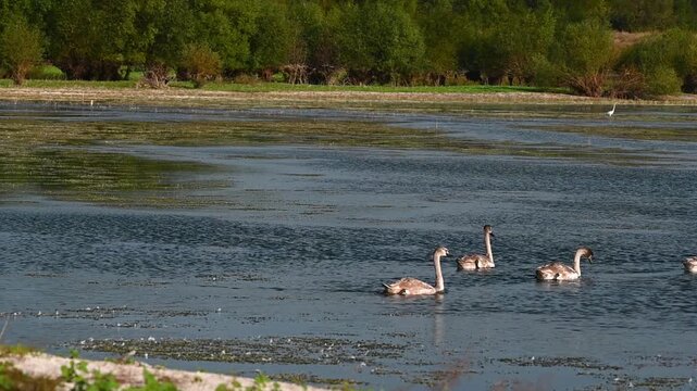 Young Mute Swans Cygnus olor gracefully swim on a calm lake in their natural habitat. Slow motion.