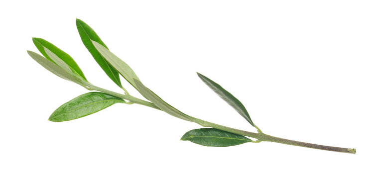 olive tree, twig with fresh green leaves isolated on white background, clipping path	