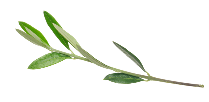 olive tree, twig with fresh green leaves isolated on white background, clipping path	