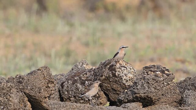 Northern Wheatear Oenanthe oenanthe adult and juvenile taking off from a rock. Slow motion.