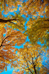 Fall leaves change color. Nature fall weather. Autumn breeze. Seasonal forest. Natural fallen leaves. Autumnal leaves on tree. Autumnal season nature. Bright color fall. Autumn season