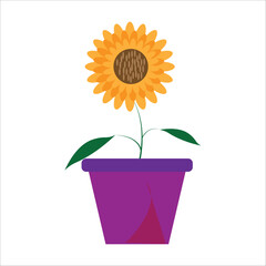 sunflower in a pot