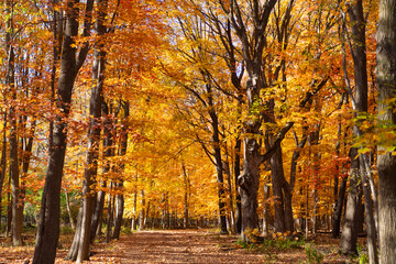 Autumnal sunny day. Seasonal leaves on tree. Natural autumn leaves. Autumn beauty of nature. Fall season nature. Fall leaves of tree. Golden trees. Autumn tree. Nature in fall season