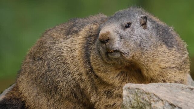 Close up head of a gournd hog moving around a medow on a sunny spring day
