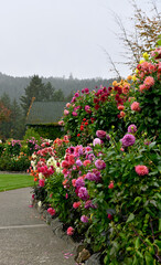 Late season summer flowerbed with flowering dahlias and cottage in background