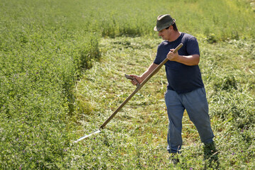 Man wearing a hat using a scythe to cut alfalfa and clover in a green field, practicing old farming methods