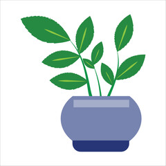 plant in pot