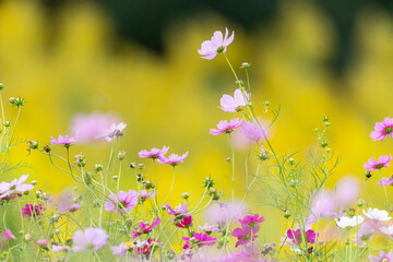 セイタカアワダチソ背景のコスモスの花畑
