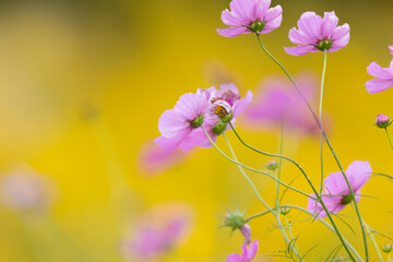 セイタカアワダチソ背景のコスモスの花畑