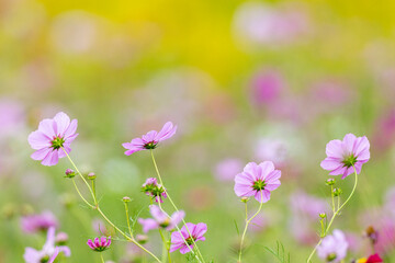セイタカアワダチソ背景のコスモスの花畑