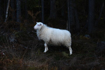 Obraz premium White Sheep Standing at Forest Edge