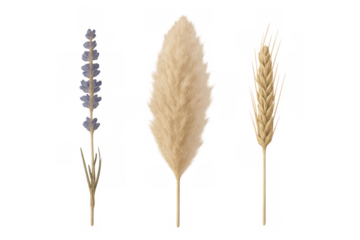 Dried pampas grass, wheat spike, and lavender flower set creating rustic boho decoration bundle
