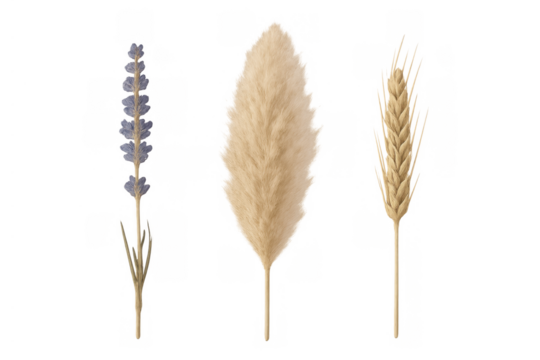 Dried pampas grass, wheat spike, and lavender flower set creating rustic boho decoration bundle