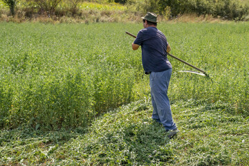 Farmer harvesting alfalfa field using traditional scythe, preserving cultural heritage and agricultural traditions