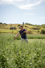 Naklejka premium Man harvesting green crop in a field using a scythe, embodying traditional farming practices and hard work