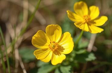 Fototapeta premium Macro shot of two vibrant yellow buttercup flowers basking in summer sunlight. Delicate petals, green leaves create serene meadow scene. Wildflower growth adds natural beauty, perfect for themes of